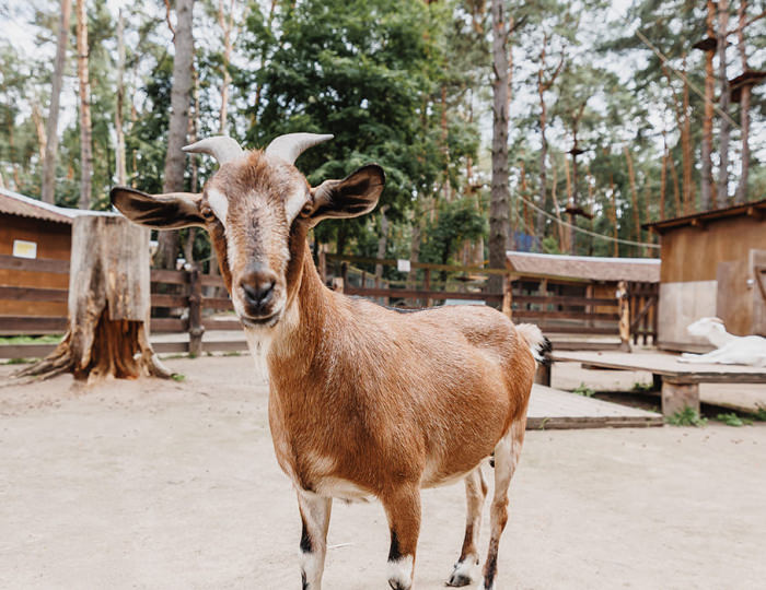 Зоопарк - Парк-отель «Русский» (бывш. «Дракино»)