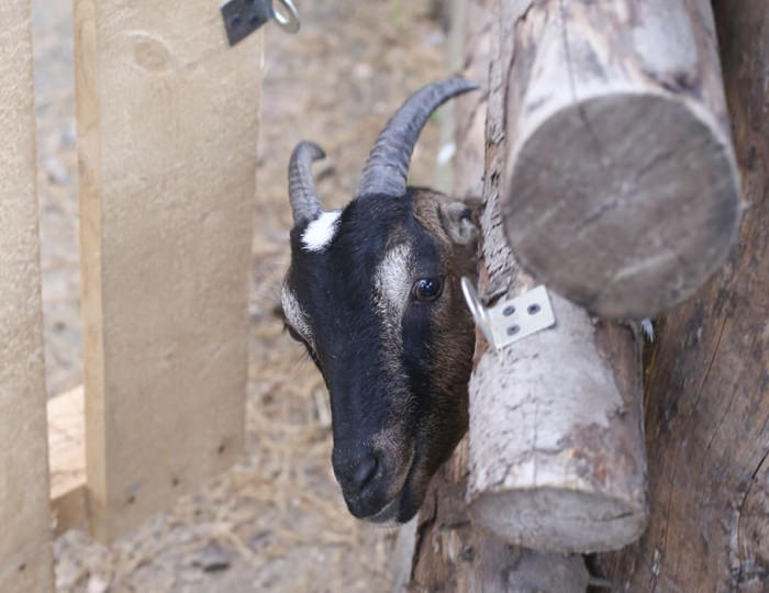 Зоопарк - Парк-отель «Русский» (бывш. «Дракино»)